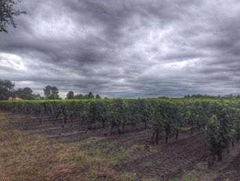 Scenic view of field against cloudy sky