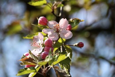 Close-up of pink flowers blooming outdoors