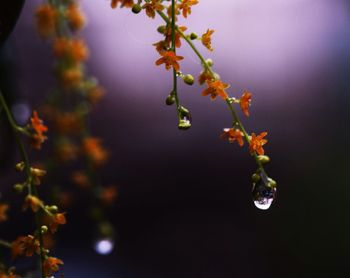 Close-up of small flowers growing outdoors