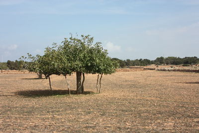 Trees on field against sky