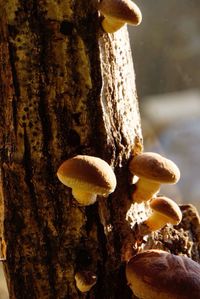 Close-up of fungus growing on tree trunk