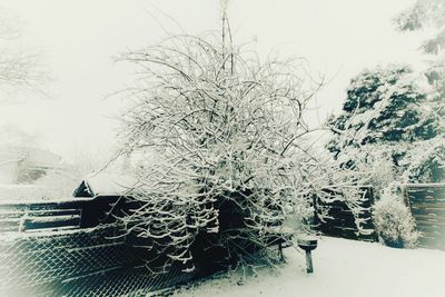 Trees against clear sky during winter
