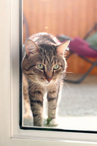 Beautiful short haired brown tabby cat with green eyes is standing in sunshine at home. 