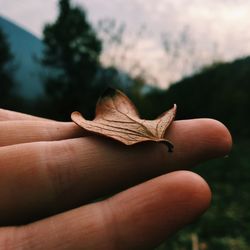 Close-up of hand with leaf