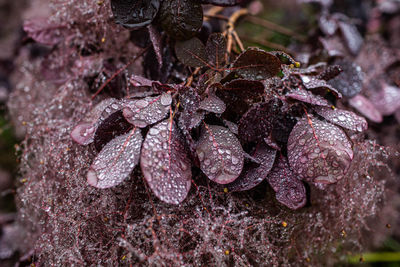 Close-up of wet plant