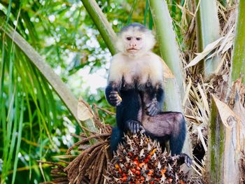 Portrait of monkey sitting on tree