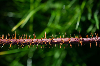 Close-up of plants against blurred background