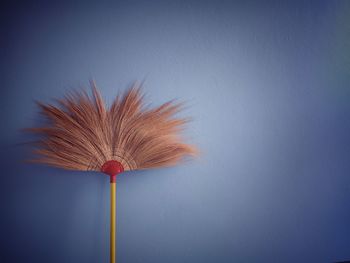 Close-up of feather against wall