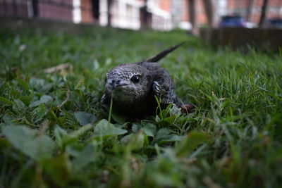 Close-up of a lizard on field