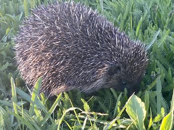 Close-up of an animal on grass