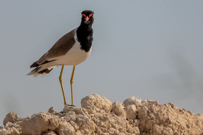 Bird perching on rock