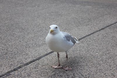 Close-up of seagull perching on footpath