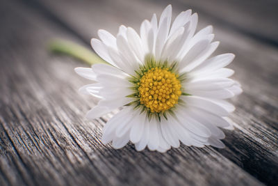 Close-up of white daisy flower on table