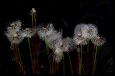 Close-up of flowers