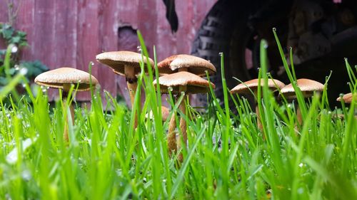 Close-up of mushroom growing on field