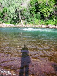 Scenic view of forest