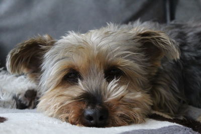 Close-up portrait of a dog lying down