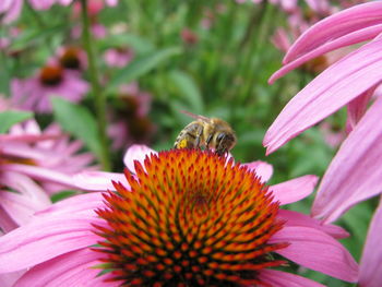 Close-up of bee pollinating on pink flower