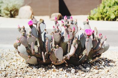 Close-up of cactus plant at beach