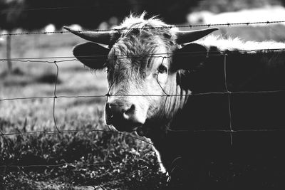 Close-up portrait of a horse in pen