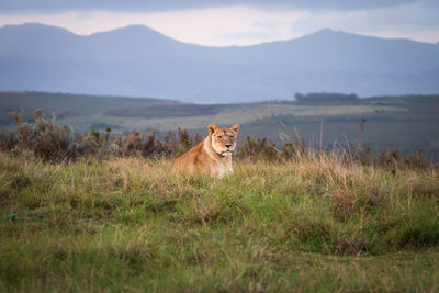 Cat in a field