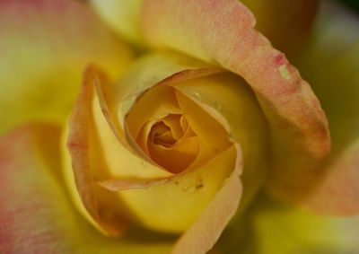 Close-up of rose flower