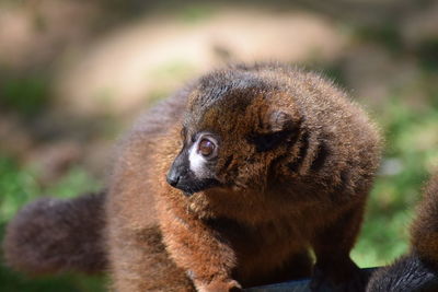 Close-up of lemur 