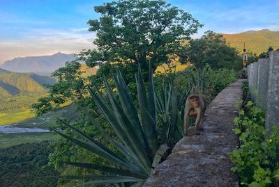 Monkey with infant on retaining wall by trees