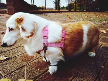 Dog standing in a farm