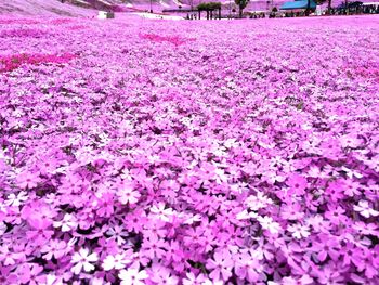 Close-up of pink flowers