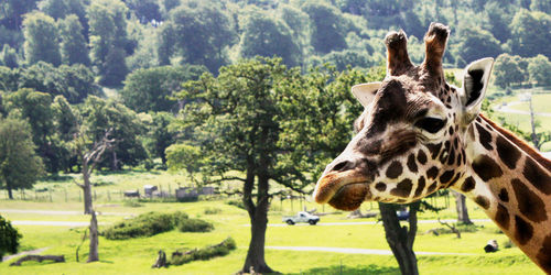 Giraffe face in safari park