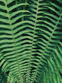 Full frame shot of green leaves