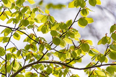 Low angle view of leaves against sky