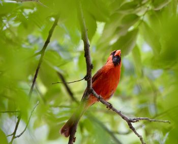 Bird perching on branch