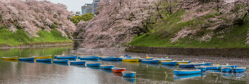 Panoramic view of boats moored on lake by cherry trees in city