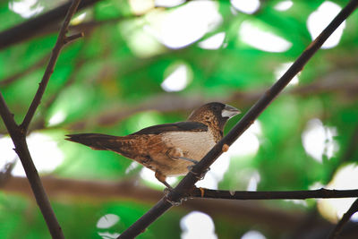 Tailorbird