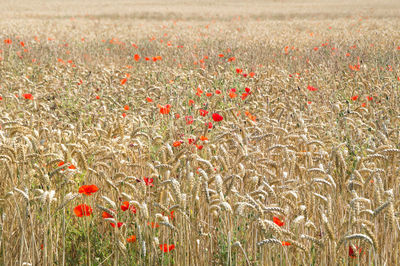 Red poppy flowers growing in a corn field