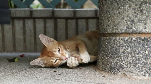 Portrait of cat lying on footpath