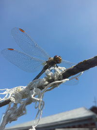 Close-up of dragonfly on rope