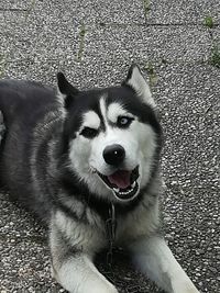 High angle portrait of a dog