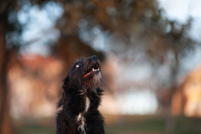 Close-up of black dog