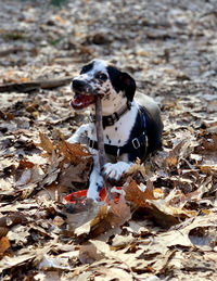 Dog in the leaves, chewing on a stick