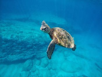 Turtle swimming in sea