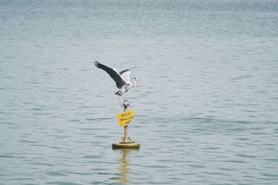 Reflection of trees in water