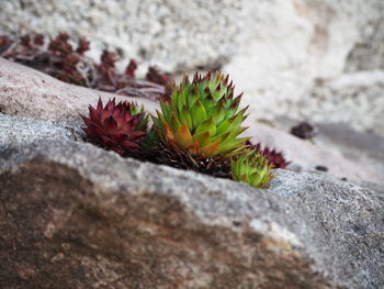 Close-up of succulent plant on rock