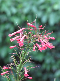 Close-up of pink flowers blooming outdoors