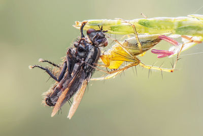 Close-up of spider hunting bee on plant stem