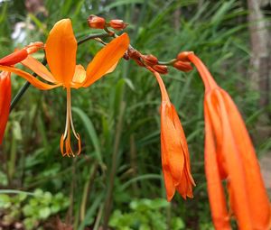 Close-up of orange lily flowers on plant