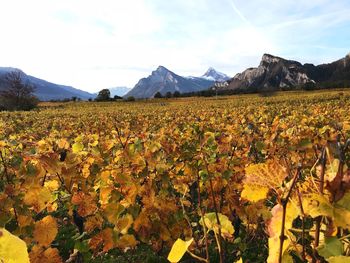 Scenic view of landscape and mountains against sky
