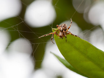 Close-up of spider on web